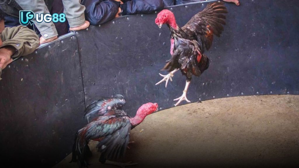 Gà Nòi Đòn Là Gì