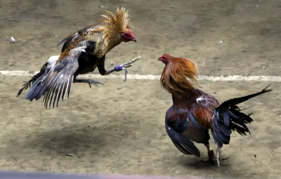 Chăm Sóc Gà Chọi Sau Khi Đá Trận