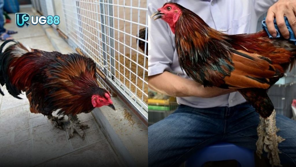 Gà Vảy Rồng Độc Đáo Nhất