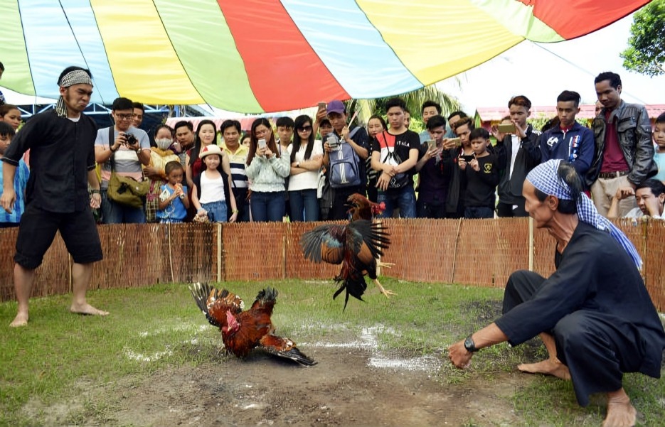 Đá Gà Ở Việt Nam