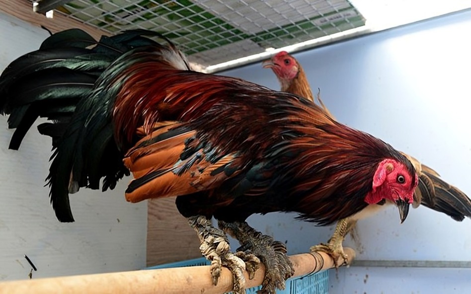 Gà Vảy Rồng Độc Đáo Nhất