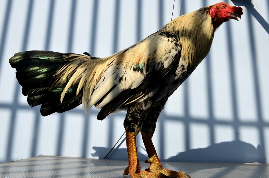 Gà Vảy Rồng Độc Đáo Nhất