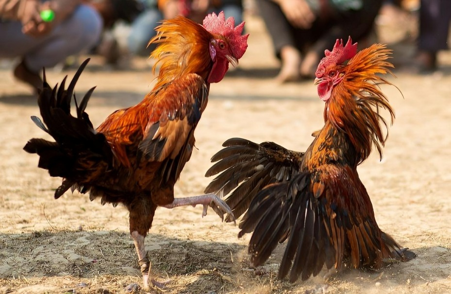 Đá Gà Ở Việt Nam