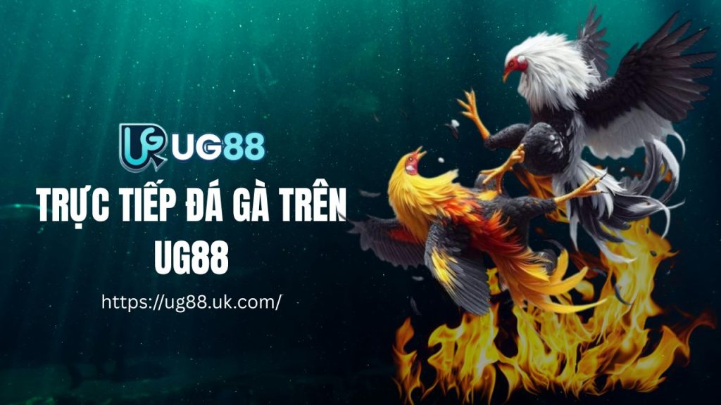 Trực tiếp đá gà tại các sảnh gà tại nhà cái UG88