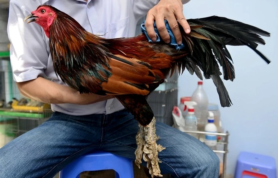 Trại Gà Vảy Rồng Độc Đáo Tại Sài Gòn