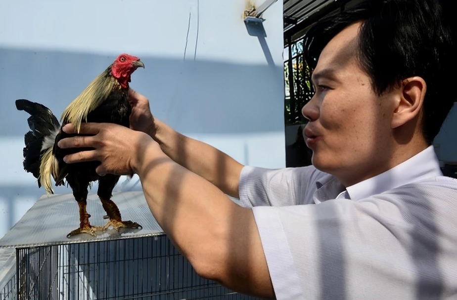 Trại Gà Vảy Rồng Độc Đáo Tại Sài Gòn